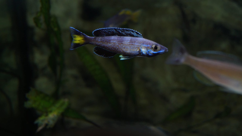 Cyprichromis sp. 'brilliant jumbo' (Speckleback Moba)